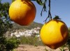 Comprar naranjas valencias, frutas sabrosas